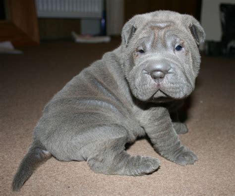 how much are chinese shar pei puppies|Find Chinese Shar.